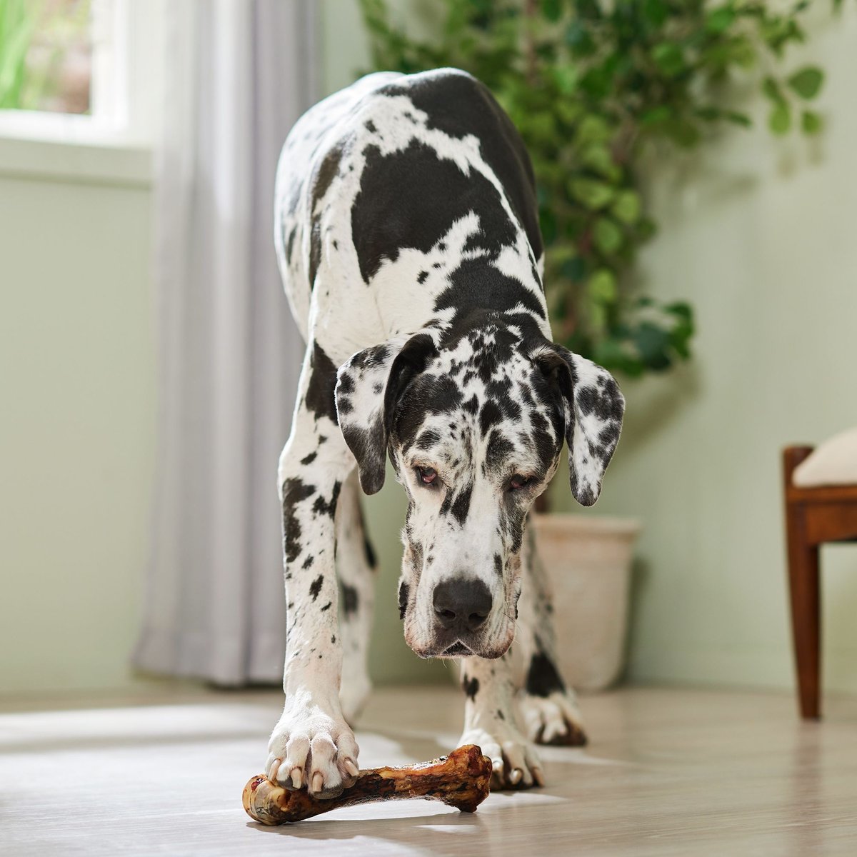 Redbarn Shank Bone